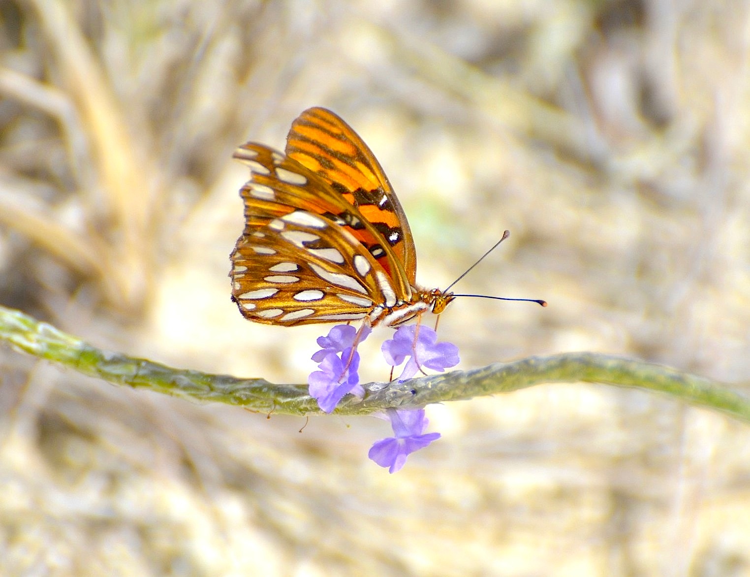 Gulf Fritillary, Abaco (Charles Skinner)