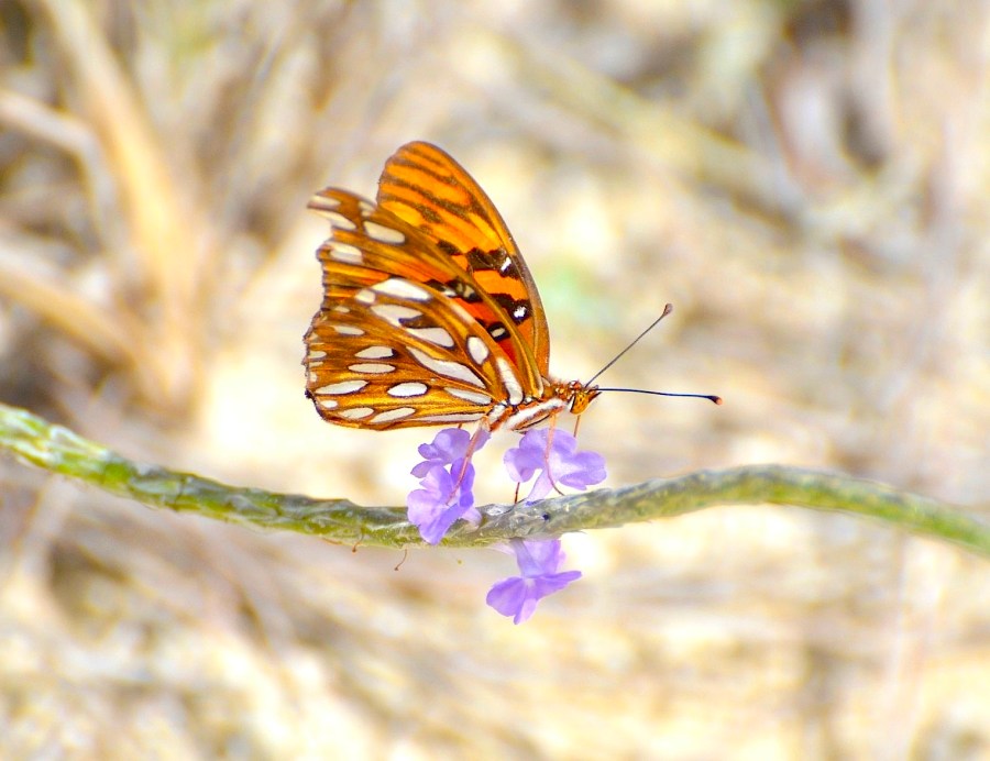 Gulf Fritillary, Abaco (Charles Skinner)