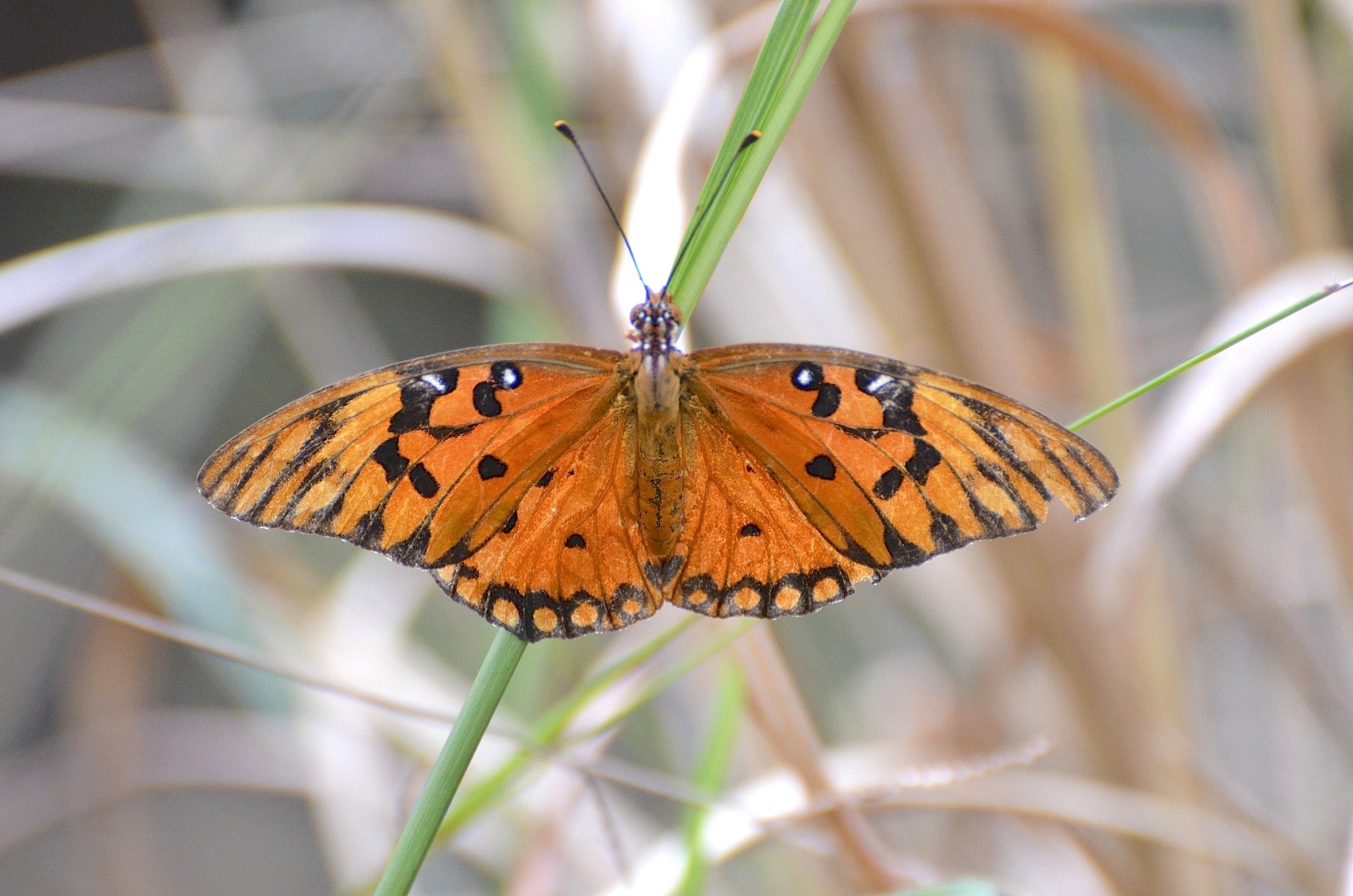 Gulf Fritillary, Abaco (Charles Skinner)