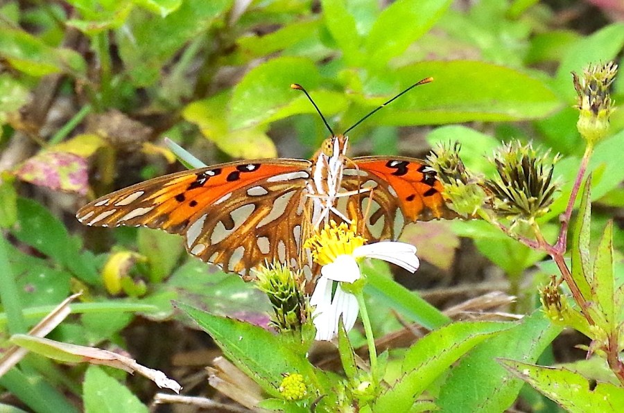Gulf Fritillary, Neem Farm, Abaco (Keith Salvesen)1