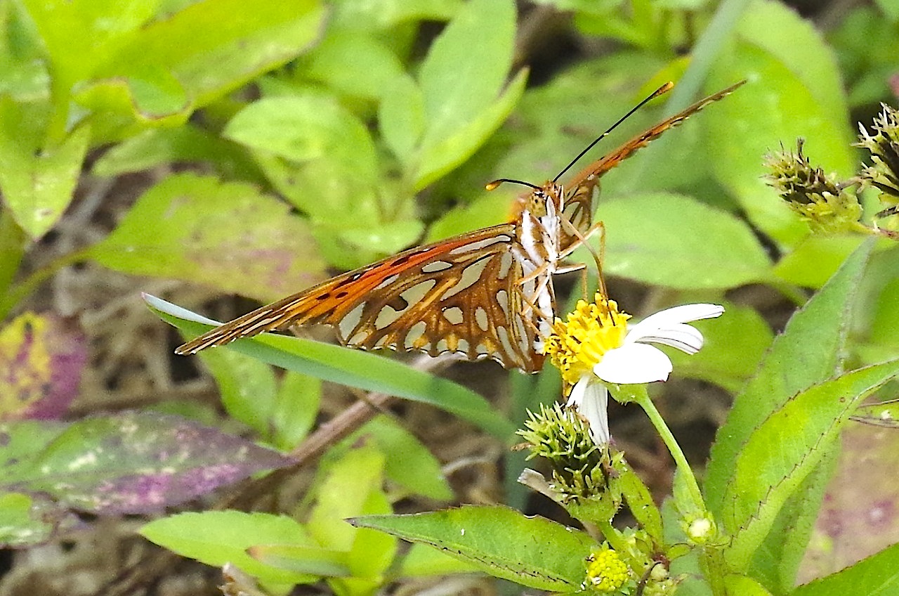 Gulf Fritillary, Neem Farm, Abaco (Keith Salvesen)2
