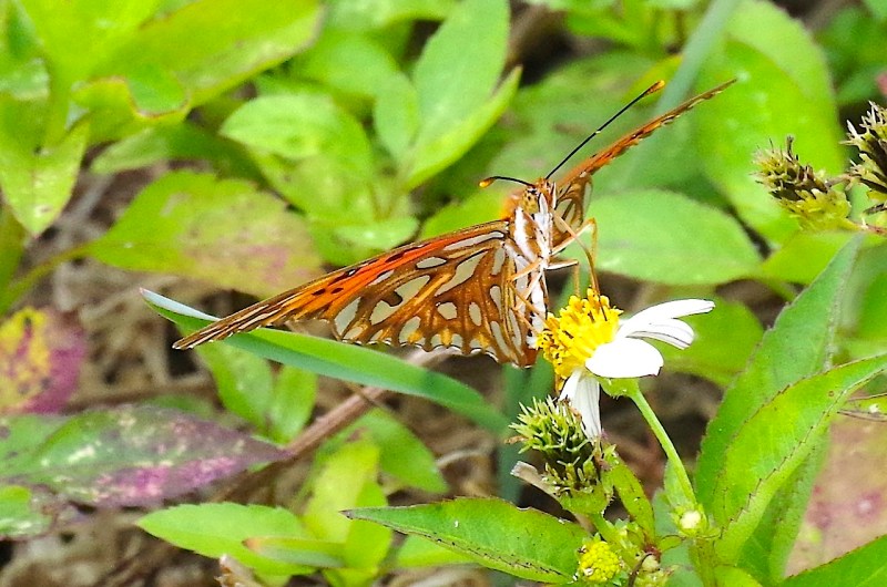 Gulf Fritillary, Neem Farm, Abaco (Keith Salvesen)2