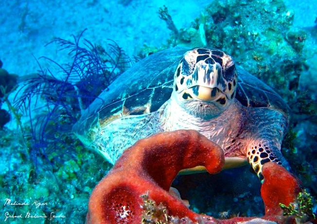 Hawksbill Turtle ©Melinda Riger @ G B Scub 4