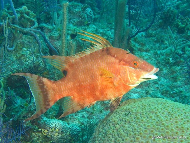 Hogfish at cleaning station ©Melinda Riger @GB Scuba