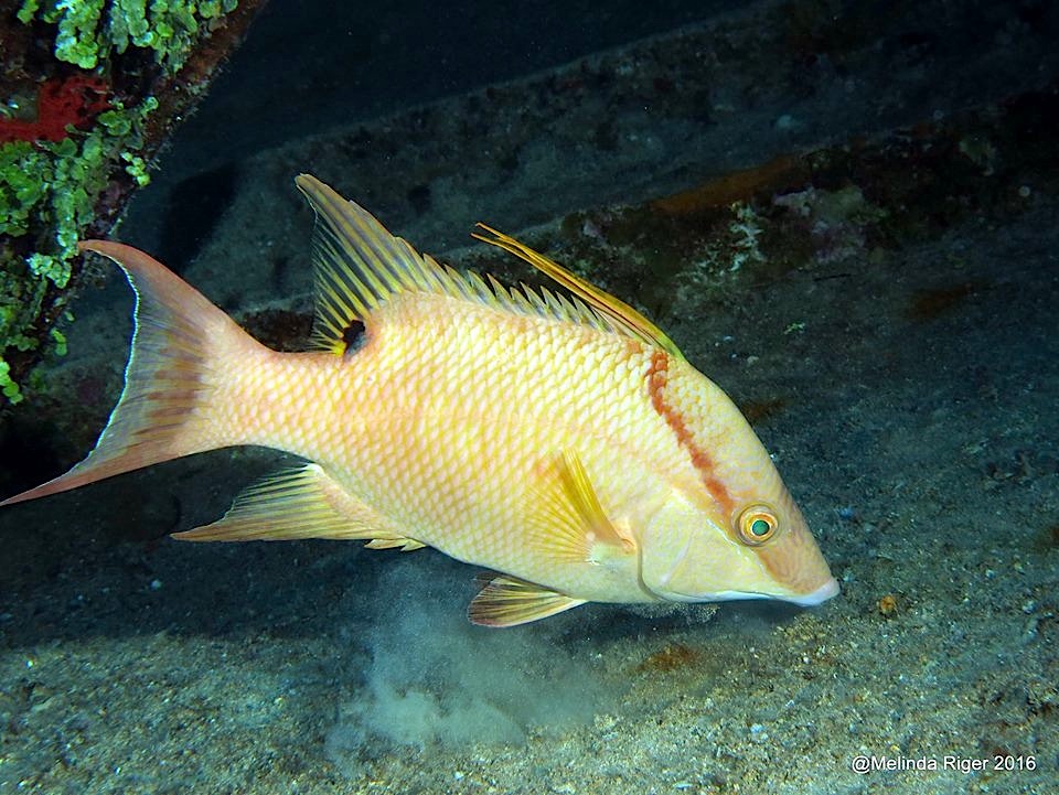 Hogfish ©Melinda Riger @ G B Scuba