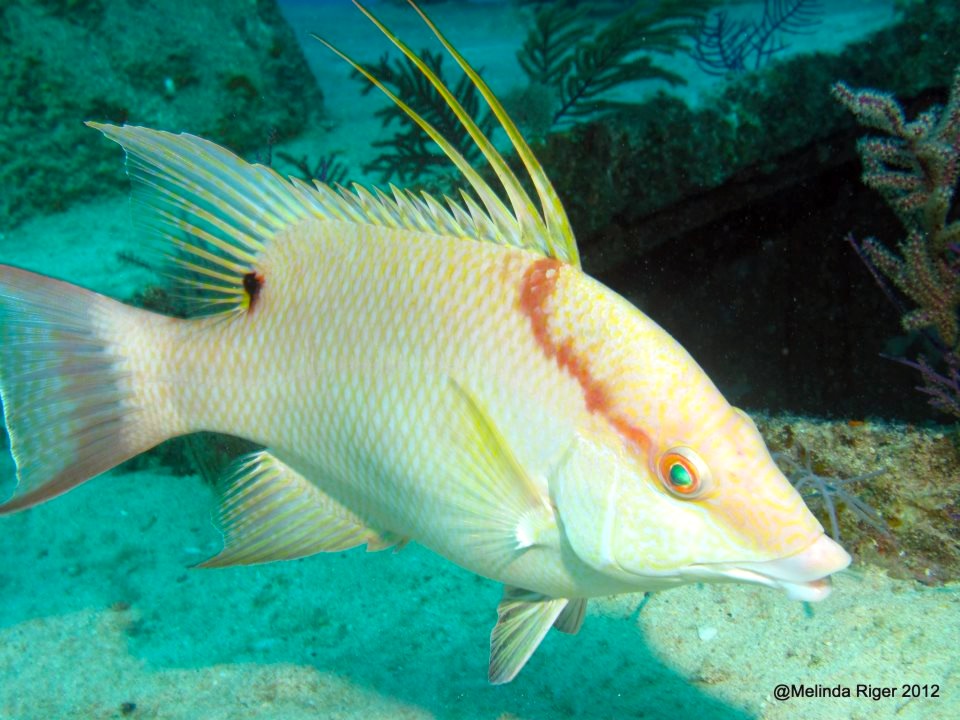 Hogfish ©Melinda Riger @ G B Scuba