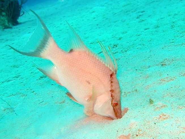 Hogfish ©Melinda Riger @ GB Scuba copy ed