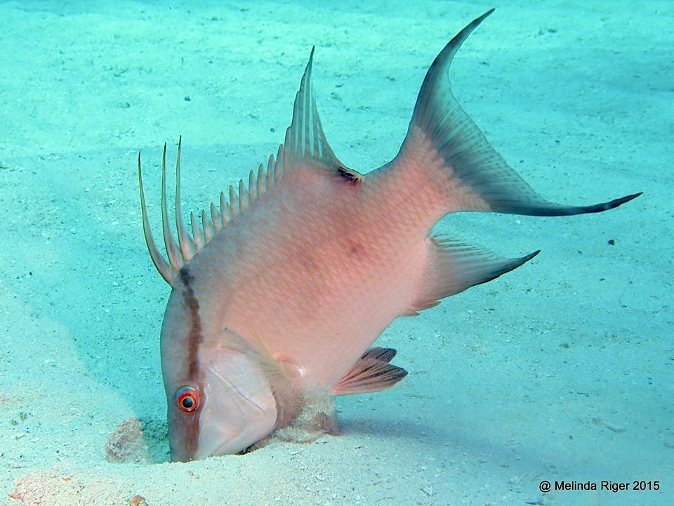 Hogfish foraging ©Melinda Riger @ GB Scuba