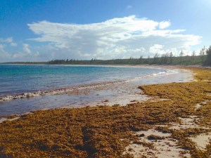 Guinea Schooner Bay, Abaco