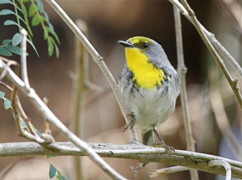 Olive-capped Warbler, Abaco (Bruce Hallett)