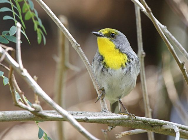 Olive-capped Warbler, Abaco Bahamas (Bruce Hallett)