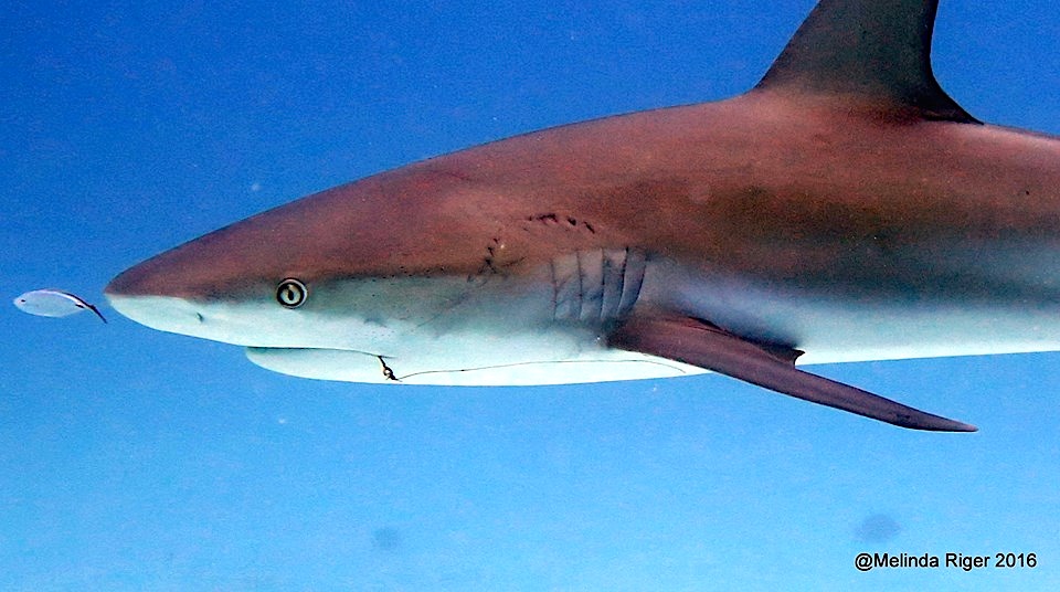 Shark & buddy ©Melinda Riger @ GB Scuba