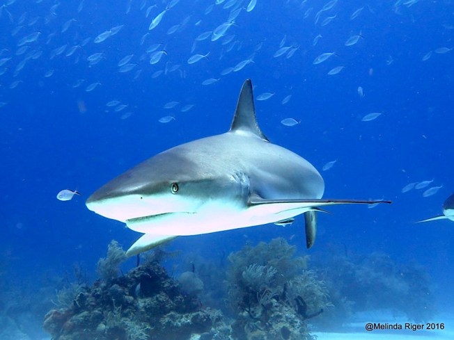 Shark & Tiddler ©Melinda Riger @ GB Scuba
