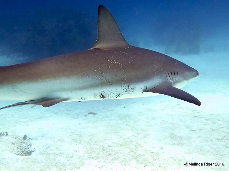 Shark with mating marks ©Melinda Riger @ G B Scuba
