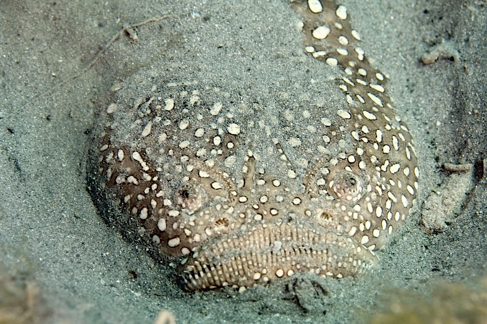 Star Gazer fish (Adam Rees : Scuba Works)