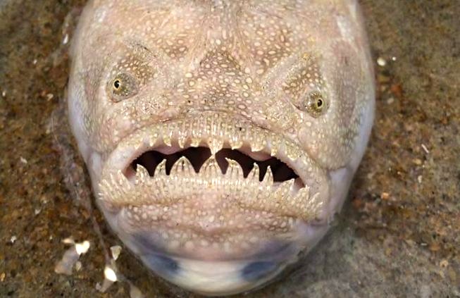 stargazer-fish.jpg.653x0_q80_crop-smart