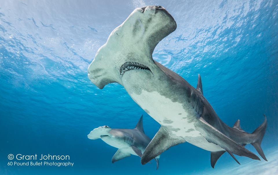 Great Hammerhead Shark, Bimini (Grant Johnson / 60 Pound Bullet)
