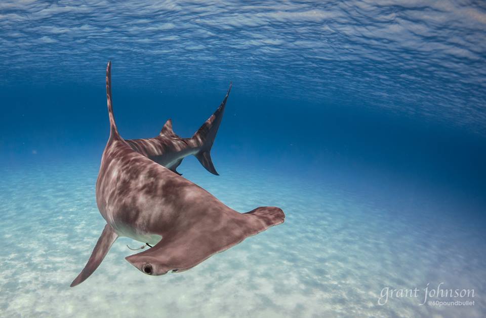 Great Hammerhead Shark, Bimini (Grant Johnson / 60 Pound Bullet)