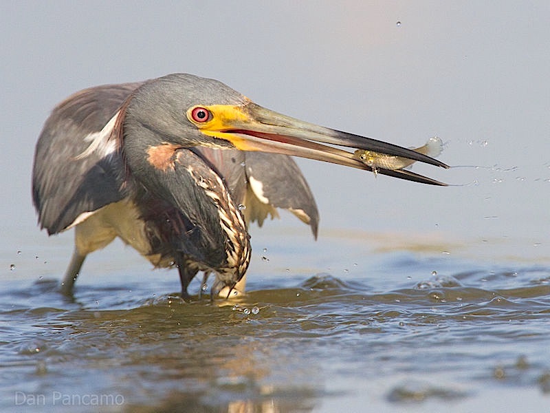 tricolored_heron2_by_dan_pancamo (Wiki)
