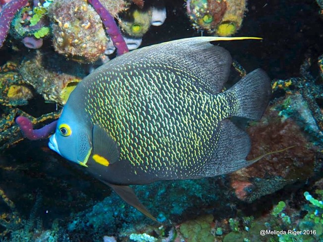 french-angelfish-melinda-riger-g-b-scuba-copy