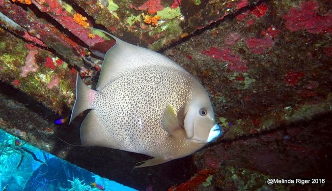 gray-angelfish-7-16-melinda-riger-gb-scuba