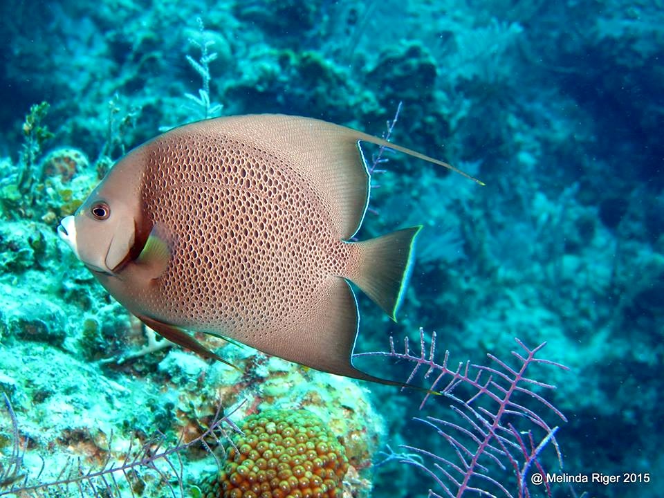 gray-angelfish-melinda-riger-g-b-scuba