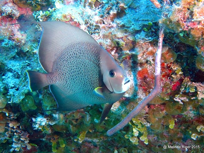 gray-angelfish-melinda-riger-gb-scuba-copy-2