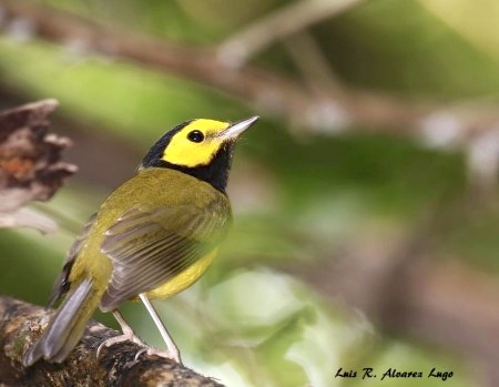 hooded-warbler-luis-r-alvarez-lugo-450x349