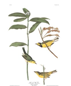 Audubon plate-110-hooded-warbler-final