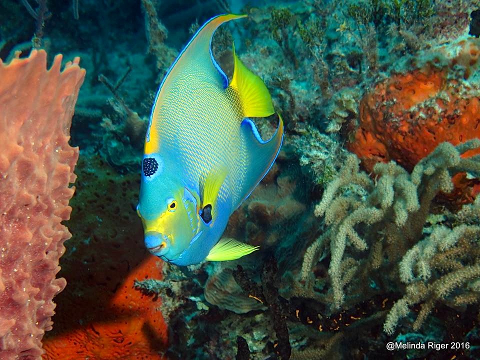 queen-angelfish-melinda-riger-g-b-scuba-copy-3