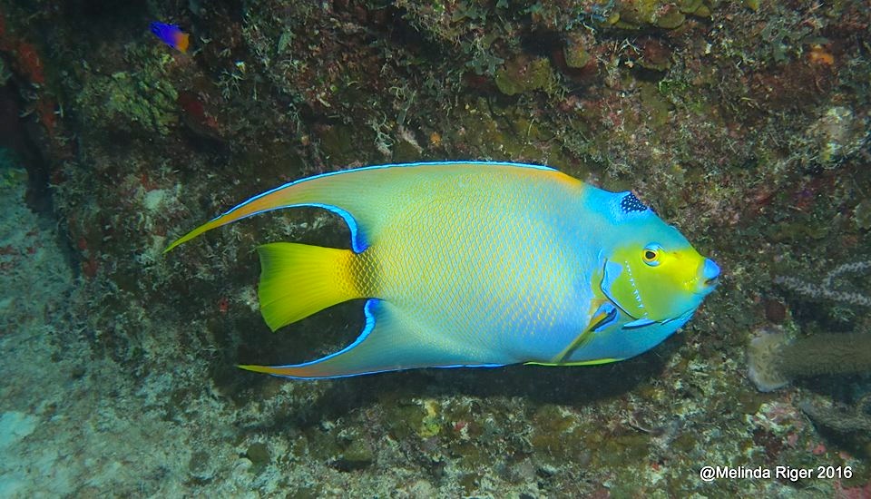 queen-angelfish-melinda-riger-gb-scuba