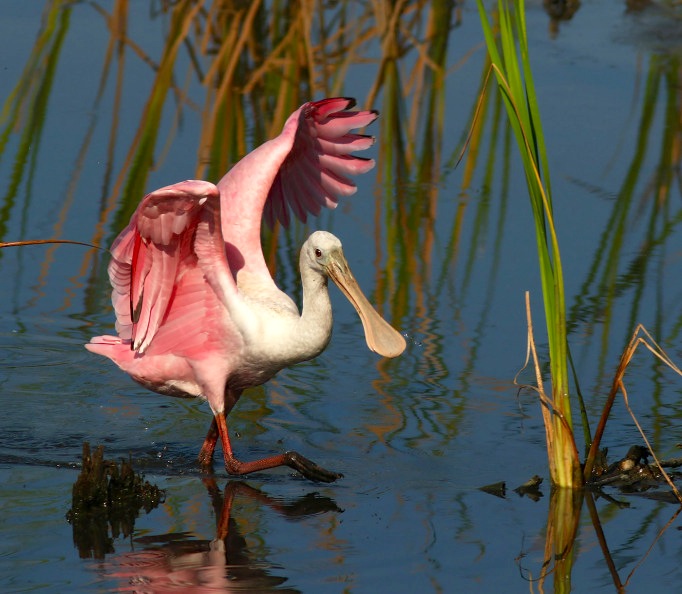 spoonbill-4-9-16-phil-lanoue