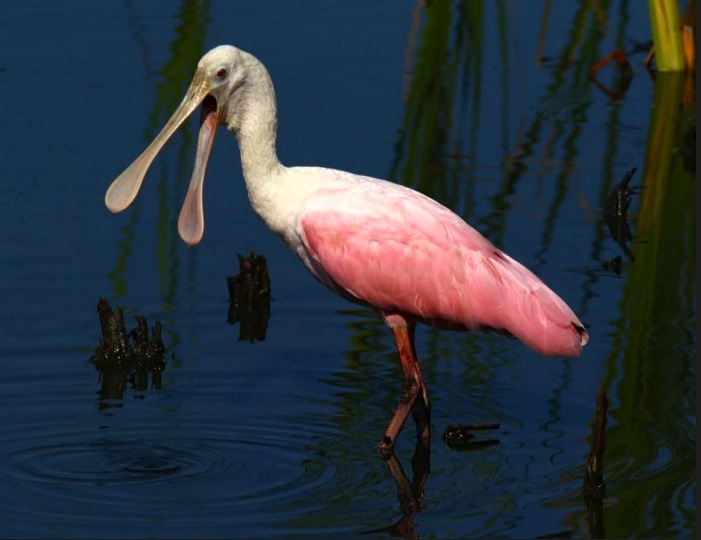 spoonbill-5-9-16-phil-lanoue