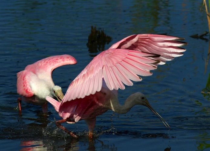 spoonbill-6-9-16-phil-lanoue