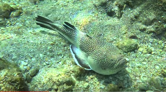 Stargazer clip (Wideangl)