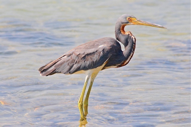 tricolored-heron-abaco-woody-bracey