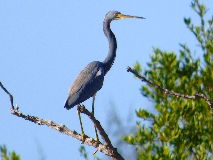 tricolored-heron-gilpin-point-abaco-keith-salvesen