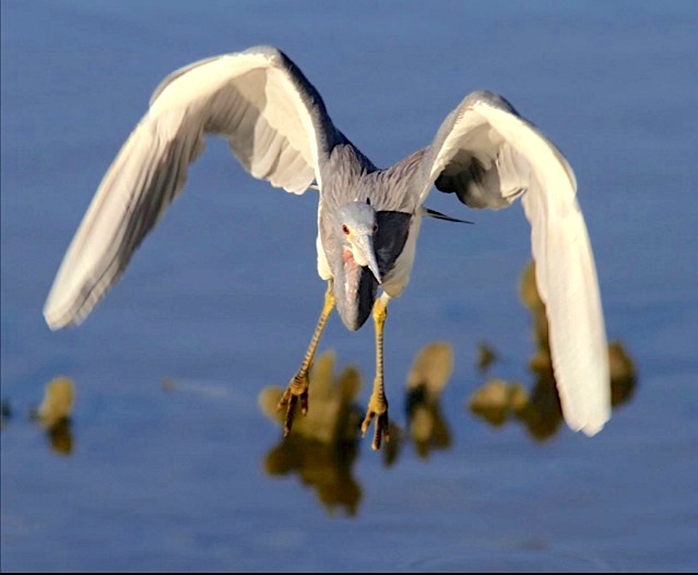 tricolored-heron-phil-lanoue-1