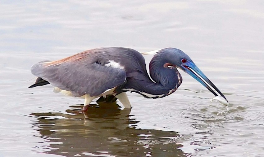tricolored-heron-phil-lanoue-5