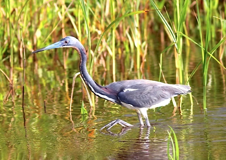 tricolored-heron-phil-lanoue-7