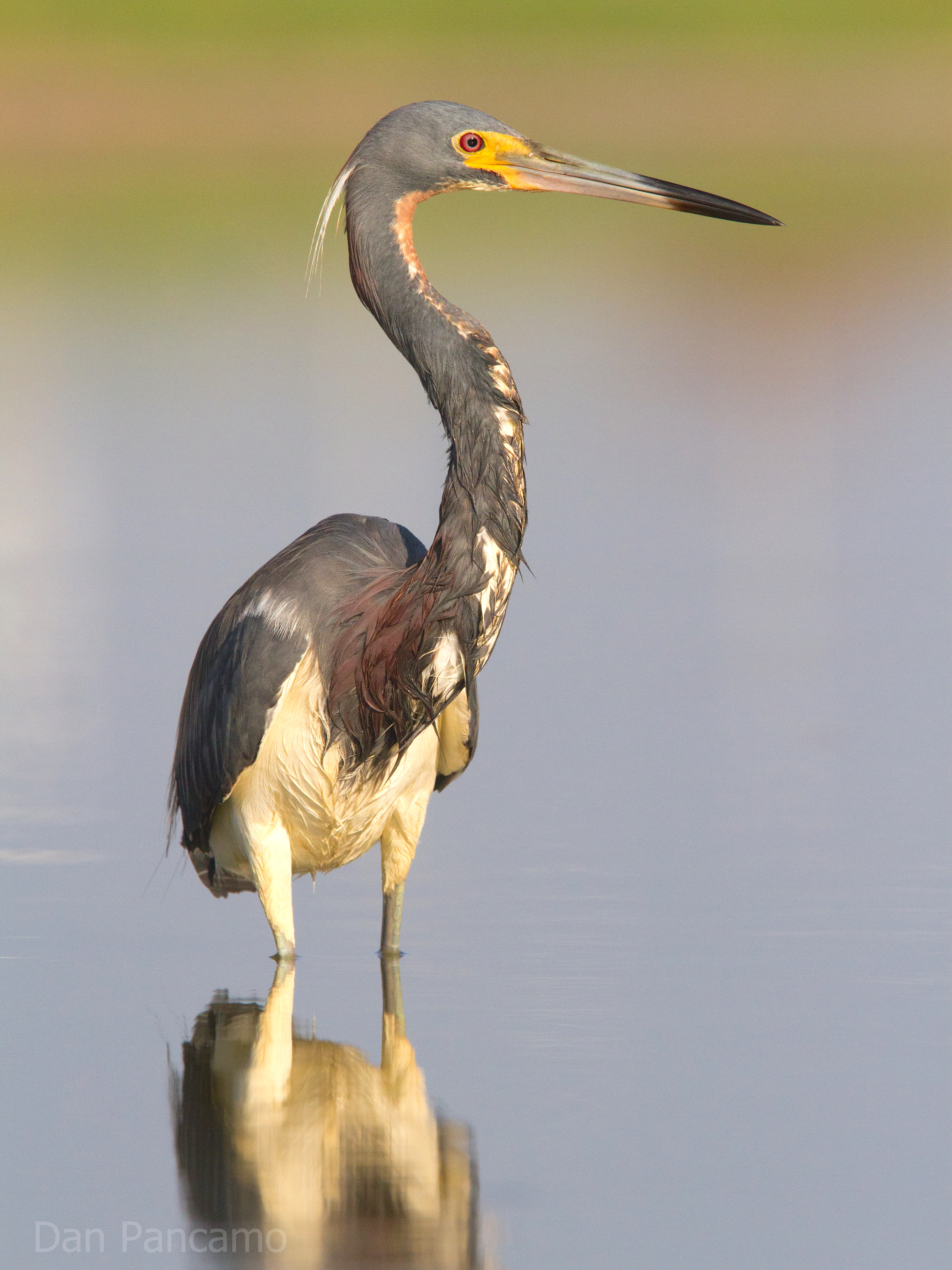 Tricolored Heron