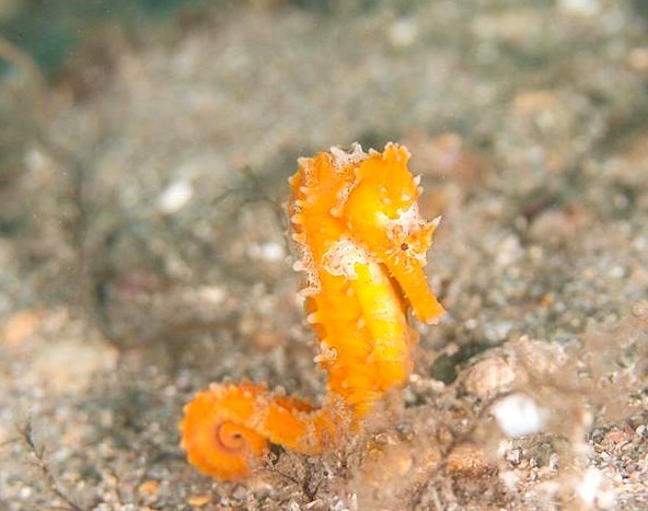 Seahorse (Adam Rees / Scuba Works)