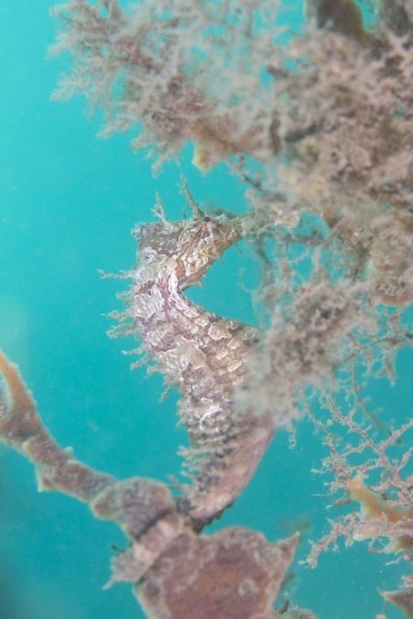 Seahorse (Adam Rees / Scuba Works)