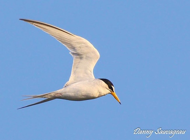 Royal Tern diving for fish (Danny Sauvageau)