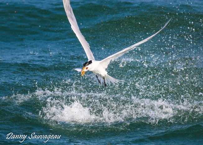 Royal Tern diving for fish (Danny Sauvageau)