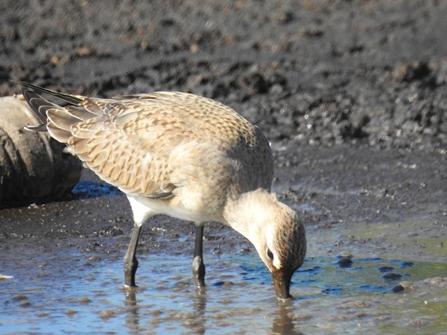 Hudsonian Godwit, Abaco (Roger Neilson)