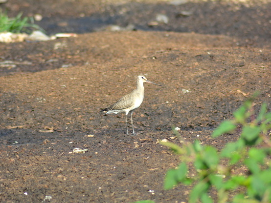 Hudsonian Godwit, Abaco (Keith Kemp)