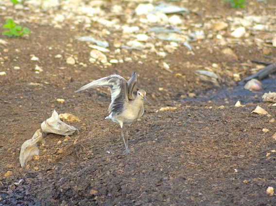 Hudsonian Godwit, Abaco (Keith Kemp)