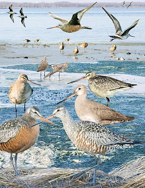 463px-hudsonian_godwit_from_the_crossley_id_guide_eastern_birds