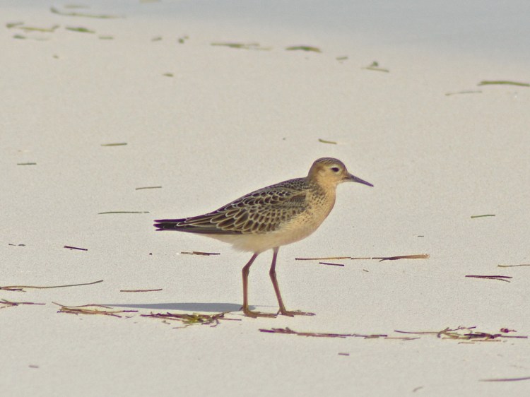 buff-breasted-sandpiper-abaco-keith-kemp-1